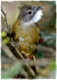 Download mp3 suara aneka burung cucak mp3 bird
