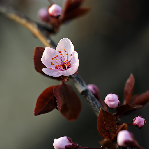 Hd-140606-ascw140606