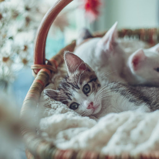 Hd-190819-ascw190819