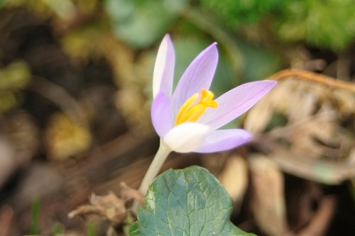 20110208a (2) (Large)