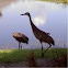 Sandhill crane