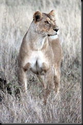 October 18 2012 young lioness stares