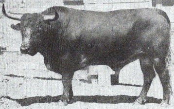 Toro vazqueño (Concha y Sierra) 001