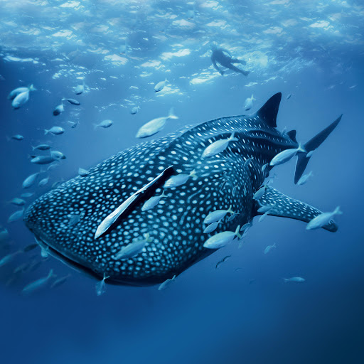 Hd-162115-ascw162115