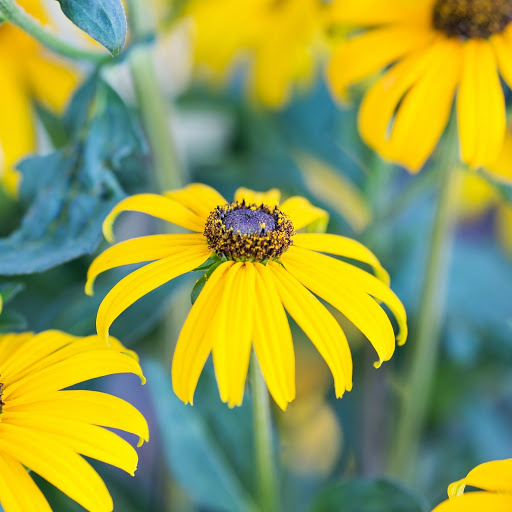 Hd-186321-ascw186321