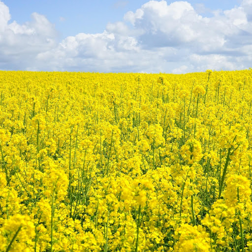 Hd-186257-ascw186257