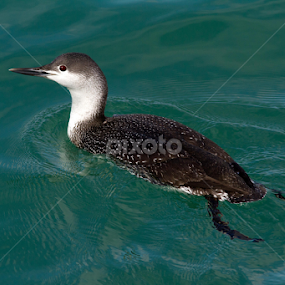 Red-Throated Loon by Robert Huebner - Animals Birds