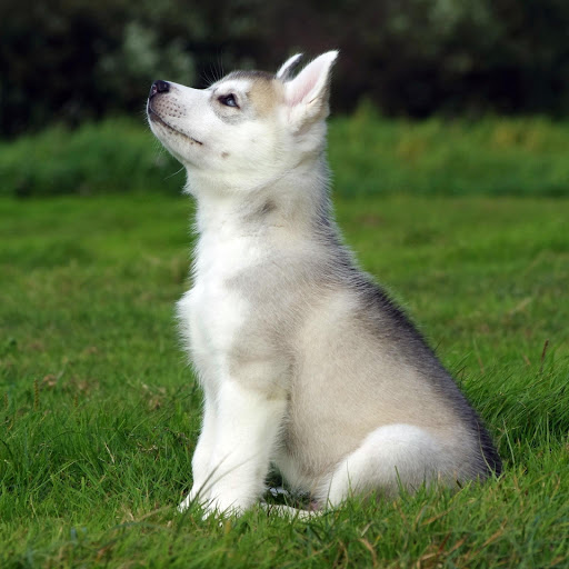 Hd-176139-ascw176139