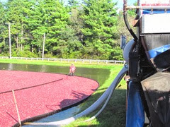 Cranberry harvest 10.1.12 berries suctioned off of bog farm2