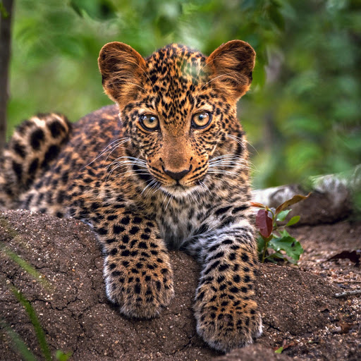 Hd-181082-ascw181082