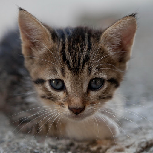 Hd-156960-ascw156960