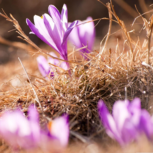 Hd-186235-ascw186235