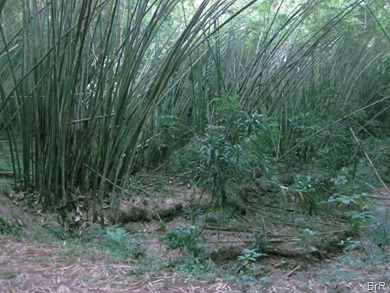 Tucker Valley Dämmerung im Bambuswald