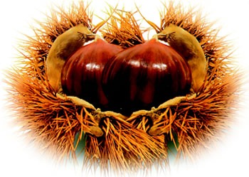 [castagne%255B4%255D.jpg]