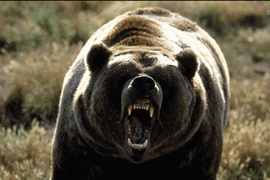 [06-24-grizzly-bear_full_380%255B3%255D.gif]