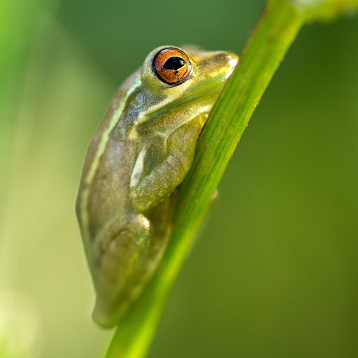 Hd-185696-ascw185696