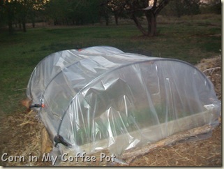 cold frames- tomatoes- fall gardens 021