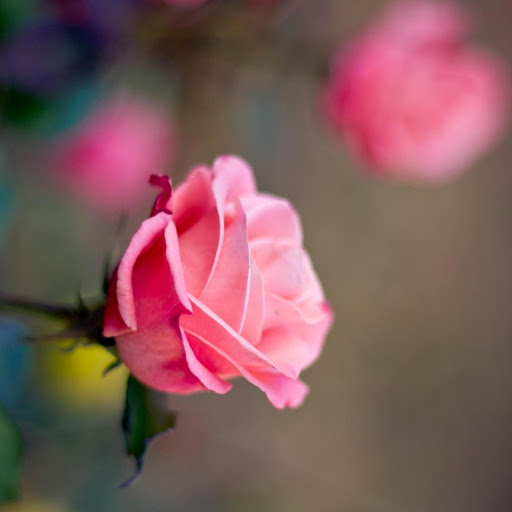 Hd-176975-ascw176975