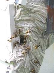 bees with paper nest on camper2