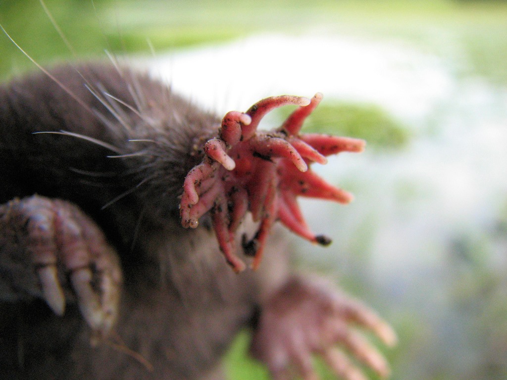 [Amazing%2520Animal%2520Pictures%2520Star%2520Nosed%2520Mole%2520%25286%2529%255B3%255D.jpg]
