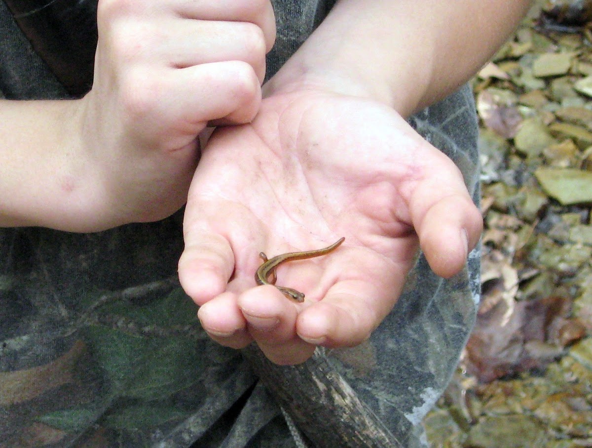 Unknown Salamander