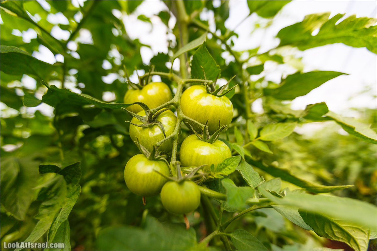Сельскохозяйственная школа Хава бе-Эден | Hava be-Eden farm | LookAtIsrael.com - Фото путешествия по Израилю | חווה בעדן