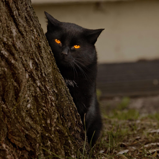 Hd-176069-ascw176069