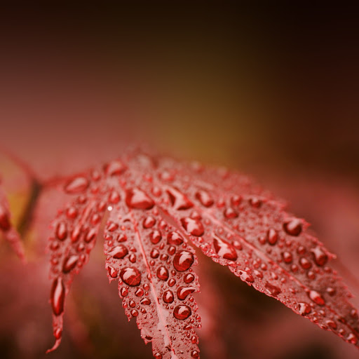 Hd-137909-ascw137909