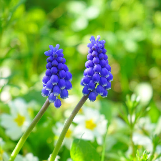 Hd-186344-ascw186344