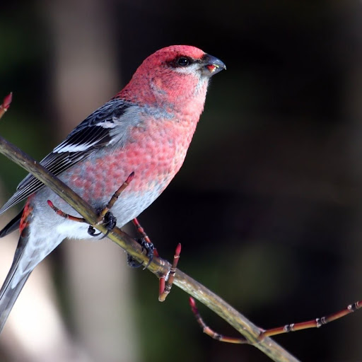 Hd-165590-ascw165590