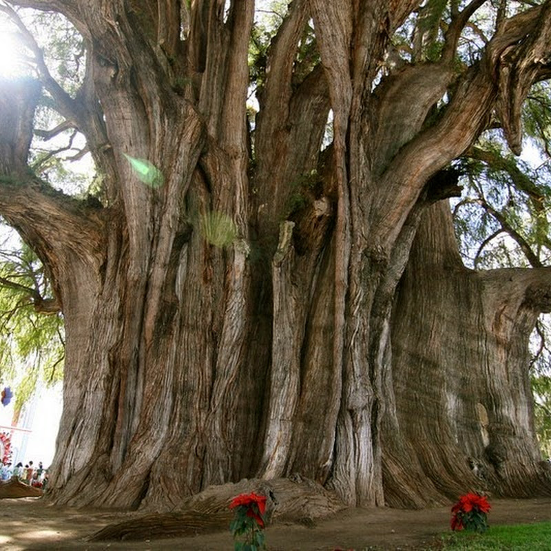 The Tree of Tule Amusing
