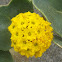 Yellow Sand Verbena