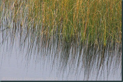 21-reflected-reeds