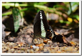 Papilio demolion demolion_MYFH_20110807_N089