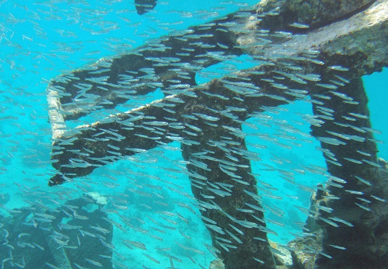 cayman-island-shipwreck-16