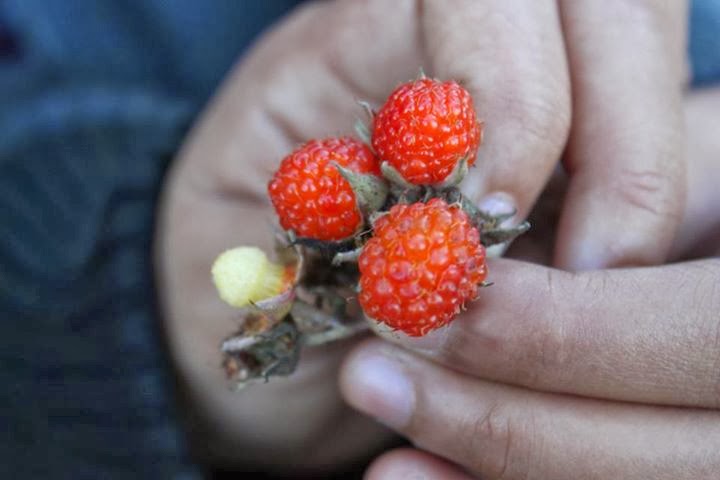    Edible forest berries   