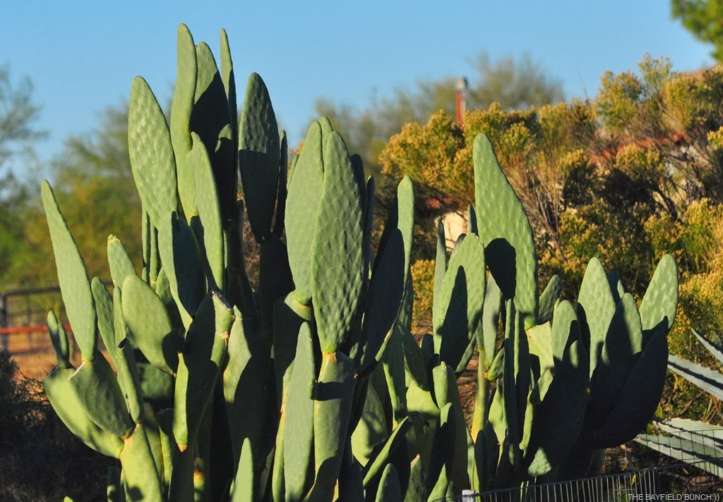 [DSC_0006%255B3%255D.jpg]