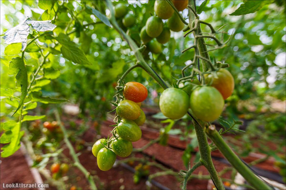 Сельскохозяйственная школа Хава бе-Эден | Hava be-Eden farm | LookAtIsrael.com - Фото путешествия по Израилю | חווה בעדן