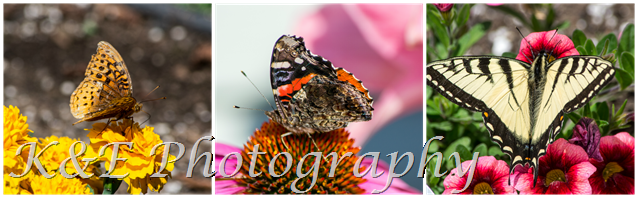 [Butterfly%2527s%2520summer%25202014PicMonkey%2520Collage%255B5%255D.png]