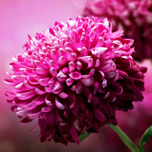 Hd-176283-ascw176283