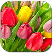 Drops on tulips  Icon