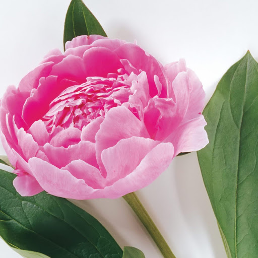 Hd-168019-ascw168019