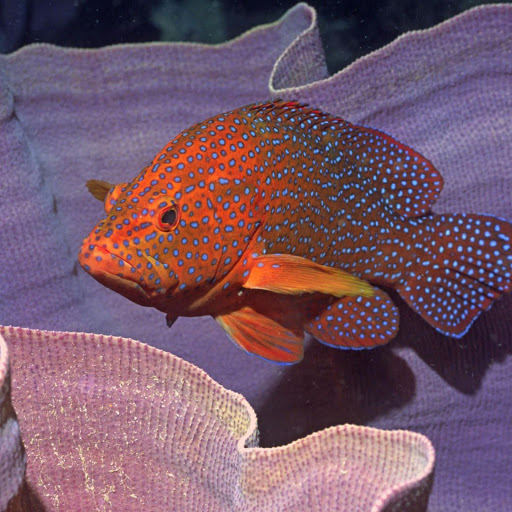 Hd-136558-ascw136558