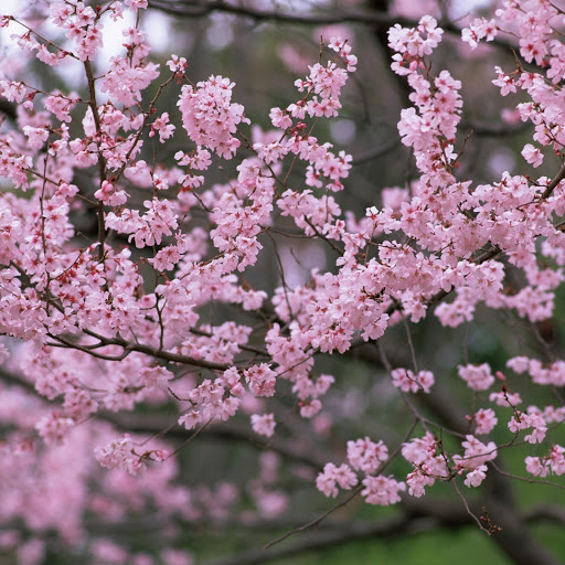 Hd-165818-ascw165818