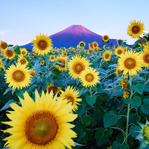 Hd-172704-ascw172704