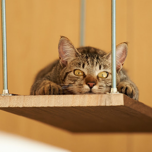 Hd-180043-ascw180043