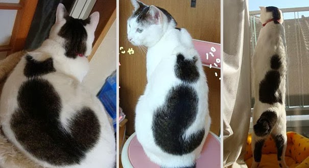 [gatos%2520con%2520manchas%2520cosasdivertidas%2520info%2520%25283%2529%255B2%255D.jpg]