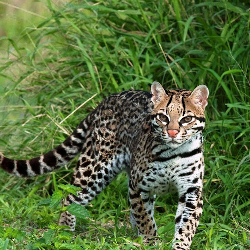 Hd-166205-ascw166205