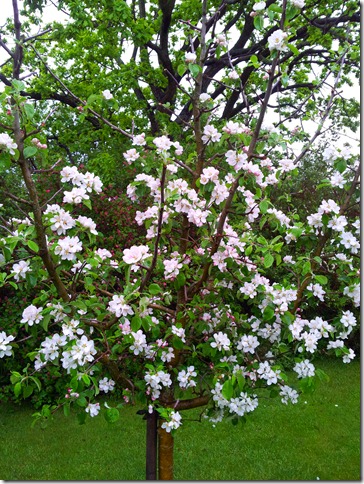 Blommande äppelträd, Aroma