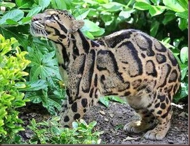 Amazing Animal Pictures Clouded Leopard (12)
